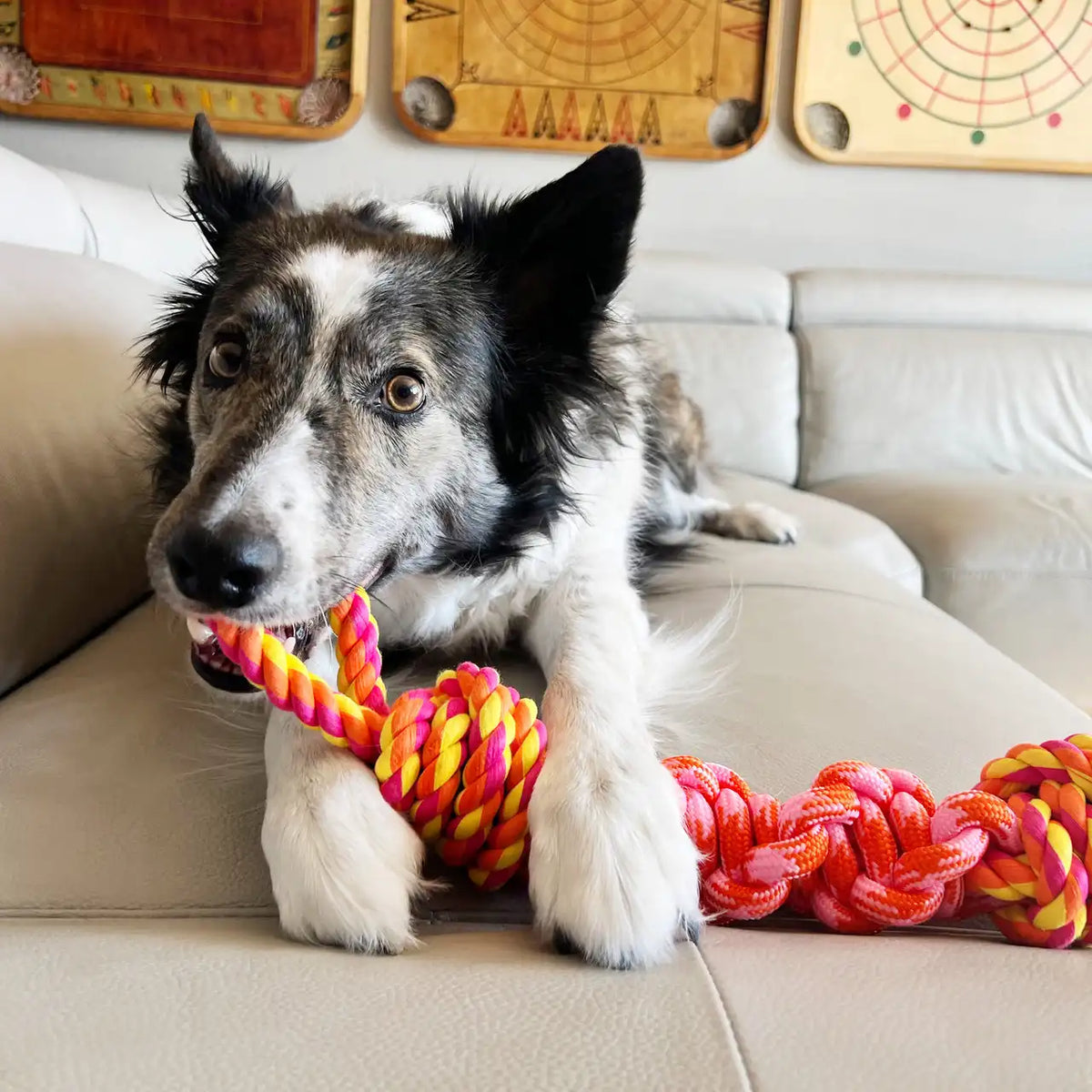 Rope Bunji, Assorted Colors