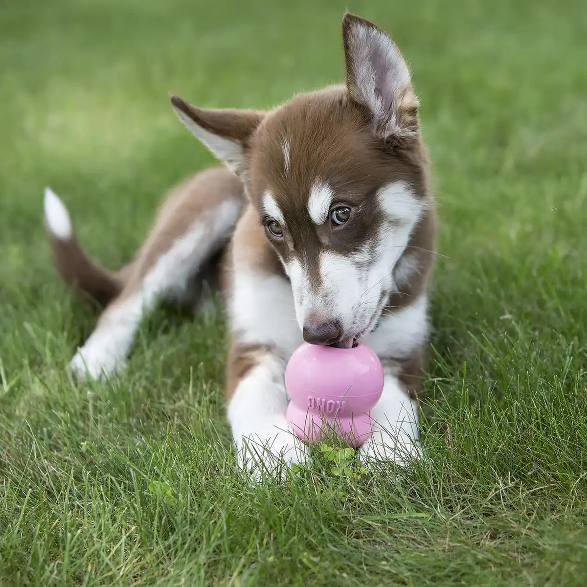 Easy Treat Puppy