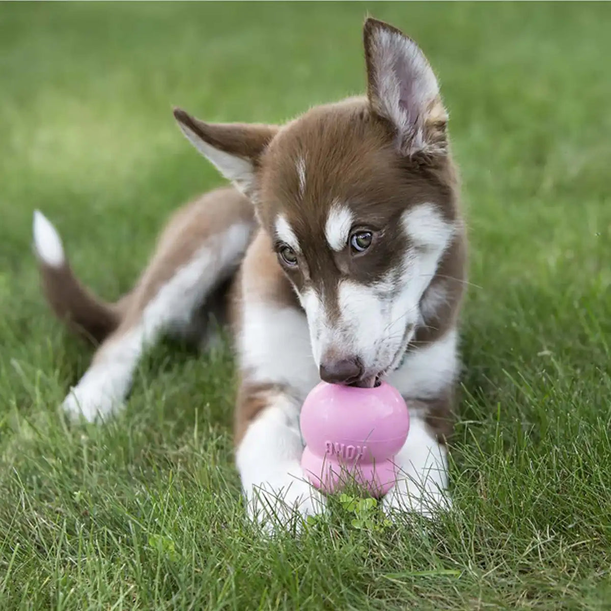 Easy Treat Puppy