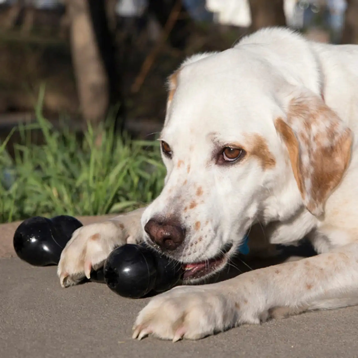 KONG Extreme Goodie Bone